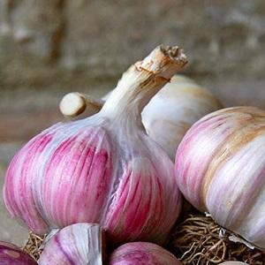 Wenn Sie wissen möchten, wie man großen Knoblauch in Ihrem Garten anbaut, befolgen Sie die hilfreichen Tipps erfahrener Sommerbewohner