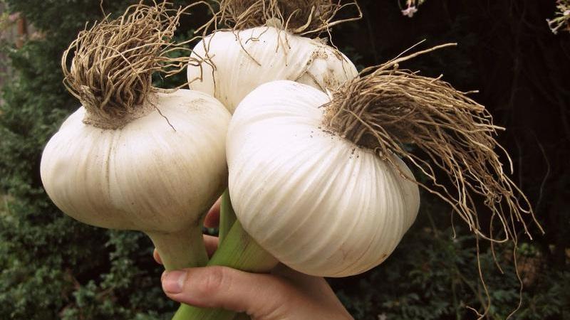 Wenn Sie wissen möchten, wie man großen Knoblauch in Ihrem Garten anbaut, befolgen Sie die hilfreichen Tipps erfahrener Sommerbewohner