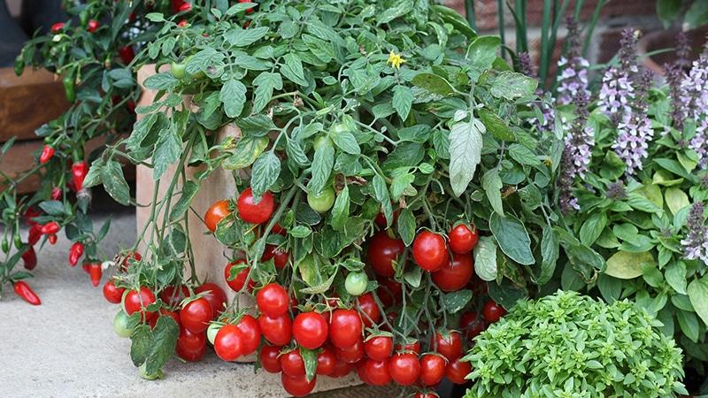 Es ist einfach und unkompliziert, eine Tomate Däumelinchen auf einer Fensterbank oder in einem Sommerhaus nach Anweisungen erfahrener Landwirte anzubauen