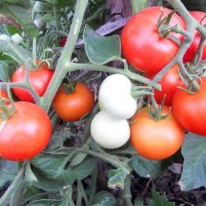 Der Favorit der einheimischen Sommerbewohner, der unprätentiöseste in der Pflege und gleichzeitig die ertragreiche Tomate Yablonka aus Russland