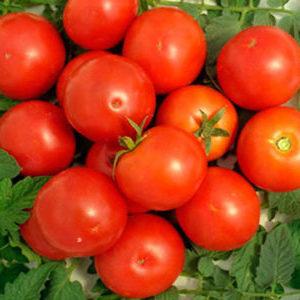 Der Favorit der einheimischen Sommerbewohner, der unprätentiöseste in der Pflege und gleichzeitig die ertragreiche Tomate Yablonka aus Russland