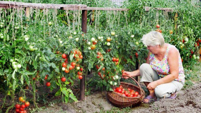 Der Favorit der einheimischen Sommerbewohner, der unprätentiöseste in der Pflege und gleichzeitig die ertragreiche Tomate Yablonka aus Russland