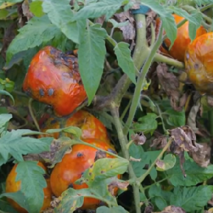 Was ist die Gefahr einer Insektenschildkröte auf Tomaten: Kontrollmaßnahmen für eine effektive und schnelle Beseitigung des Schädlings