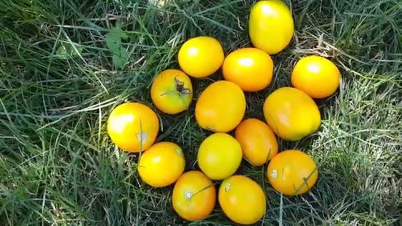 Merkmale der Pflege von gelbfruchtigen Tomaten