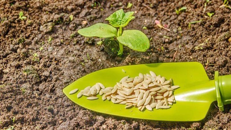 Die Vor- und Nachteile von Zucchinisamen: Wir verwenden das Produkt gemäß allen Regeln, um die Gesundheit nicht zu schädigen