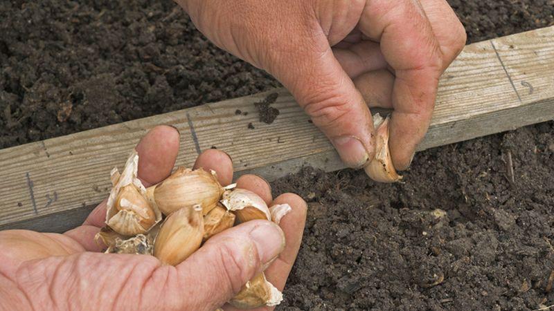 Schritt-für-Schritt-Anleitung zum Anbau von Knoblauch im Freien für Anfänger: Schritte und Tipps von erfahrenen Landwirten