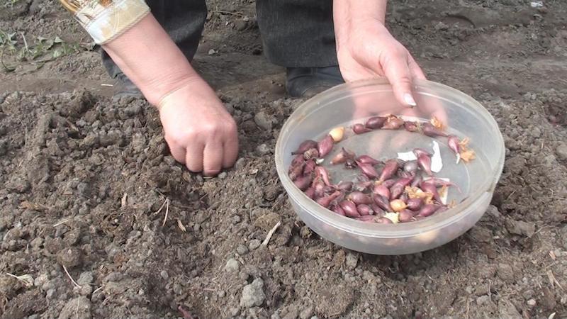 Schritt-für-Schritt-Anleitung zum Anbau von Knoblauch im Freien für Anfänger: Schritte und Tipps von erfahrenen Landwirten