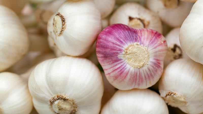 Schritt-für-Schritt-Anleitung zum Anbau von Knoblauch im Freien für Anfänger: Schritte und Tipps von erfahrenen Landwirten