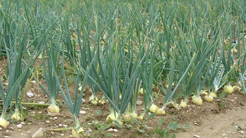 Eine praktische Anleitung zum Anbau von Knoblauch in einem Gewächshaus: eine Technik von erfahrenen Gärtnern