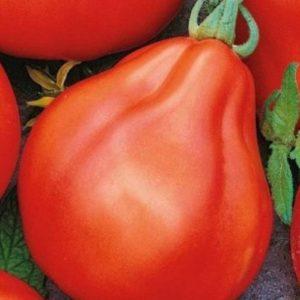 Wir bauen eine reiche Ernte an süßen und saftigen Tomaten an: Tomaten-Trüffelrot - Eigenschaften und Beschreibung der Sorte