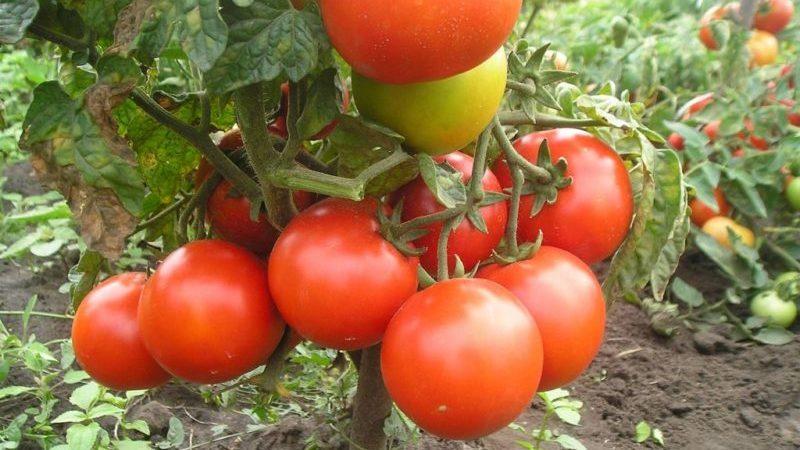 Bewertung der 15 besten Sorten niedrig wachsender Tomaten für Gewächshäuser: Wählen Sie in jeder Hinsicht die richtige