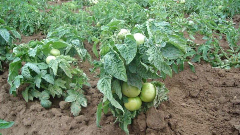 Bewertung der 15 besten Sorten niedrig wachsender Tomaten für Gewächshäuser: Wählen Sie in jeder Hinsicht die richtige