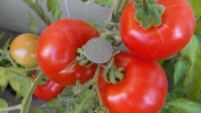 Bewertung der 15 besten Sorten niedrig wachsender Tomaten für Gewächshäuser: Wählen Sie in jeder Hinsicht die richtige