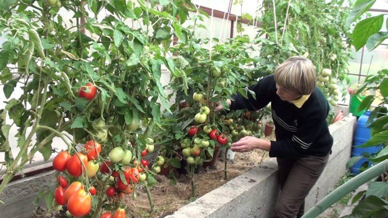 Die besten Sorten von Gewächshaus-Tomaten, die gegen Spätbrand resistent sind