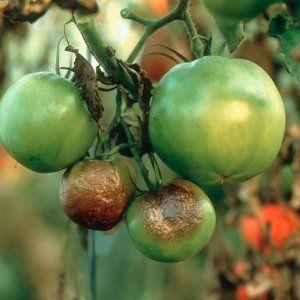 Die besten Sorten von Gewächshaus-Tomaten, die gegen Spätbrand resistent sind