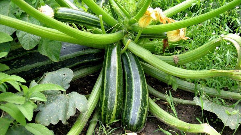 Wir speichern die Ernte bis zum Frühjahr: Wie lagert man Zucchini für den Winter richtig und welche Bedingungen müssen für Gemüse geschaffen werden?