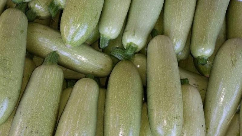 Wir speichern die Ernte bis zum Frühjahr: Wie lagert man Zucchini für den Winter richtig und welche Bedingungen müssen für Gemüse geschaffen werden?