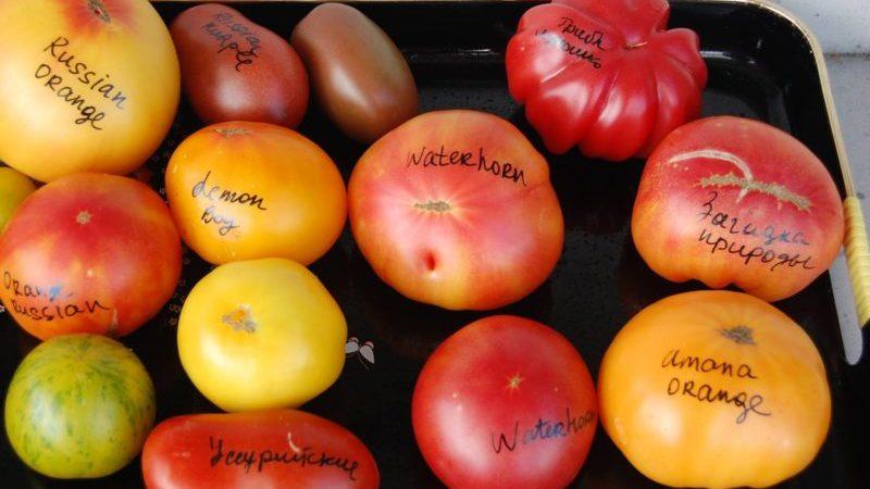 Top 15 der süßesten Tomatensorten für Gewächshäuser: Ein Überblick über die besten und Hilfe bei der Auswahl des richtigen Typs