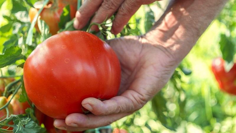 Top 20 der besten super frühen Outdoor-Tomatensorten: Wählen Sie gemeinsam die richtige aus