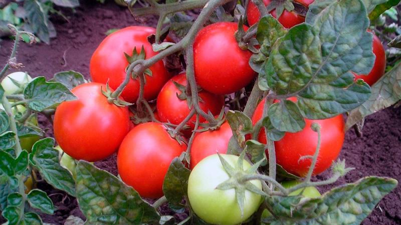 Top 20 der besten super frühen Outdoor-Tomatensorten: Wählen Sie gemeinsam die richtige aus