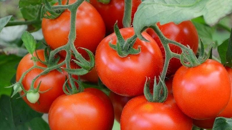 Top 20 der besten super frühen Outdoor-Tomatensorten: Wählen Sie gemeinsam die richtige aus