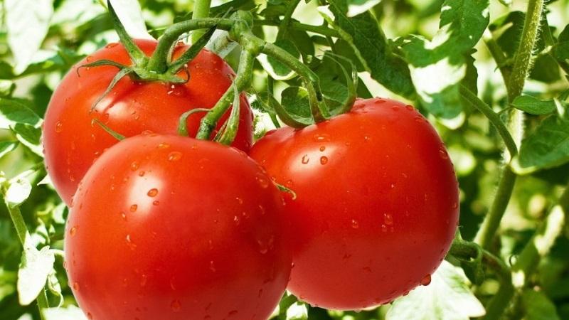 Top 20 der besten super frühen Outdoor-Tomatensorten: Wählen Sie gemeinsam die richtige aus