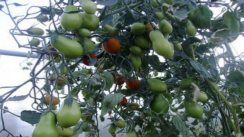 Was sind Tomaten? Hauptunterschiede und Merkmale der Wahl