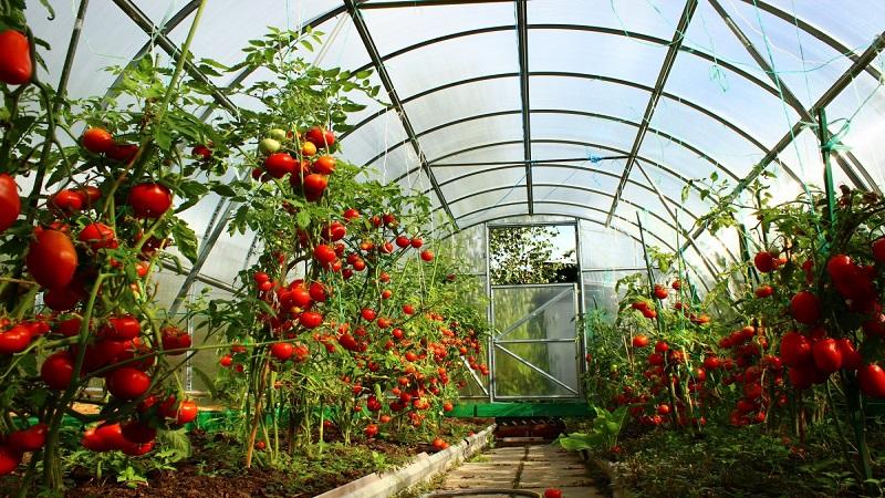 Was sind Tomaten? Hauptunterschiede und Merkmale der Wahl