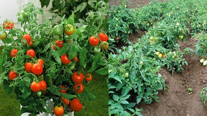 Was sind Tomaten? Hauptunterschiede und Merkmale der Wahl