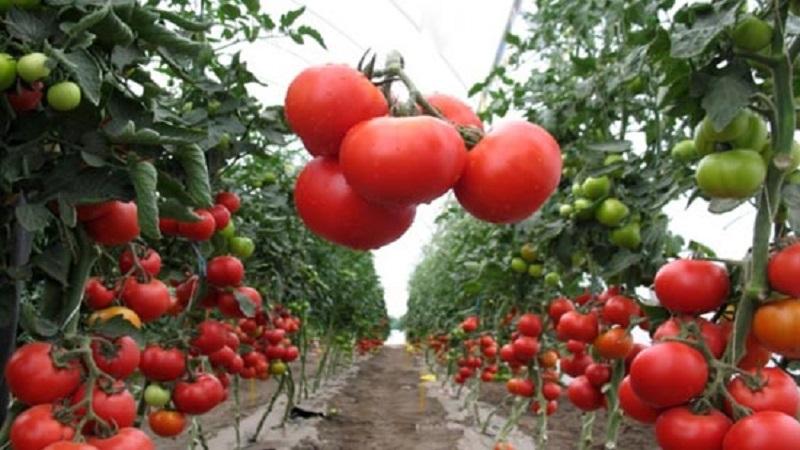 Was sind Tomaten? Hauptunterschiede und Merkmale der Wahl