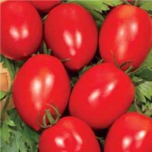 One of the best varieties for conservation - early maturing and high-yielding tomato Novichok