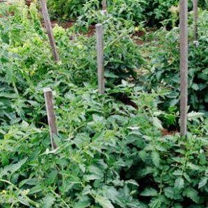 Möglichkeiten, Tomaten auf freiem Feld zu binden: wie man es richtig macht und überhaupt notwendig ist