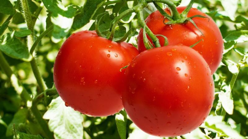 Möglichkeiten, Tomaten auf freiem Feld zu binden: wie man es richtig macht und überhaupt notwendig ist