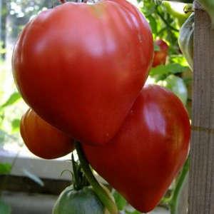 Eine große, produktive Salatsorte von rosa Abakan-Tomaten: Lernen Sie sich näher kennen und versuchen Sie zu wachsen