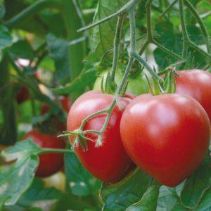 Eine große, fruchtbare Salatsorte von rosa Abakan-Tomaten: Lernen Sie sich näher kennen und versuchen Sie zu wachsen