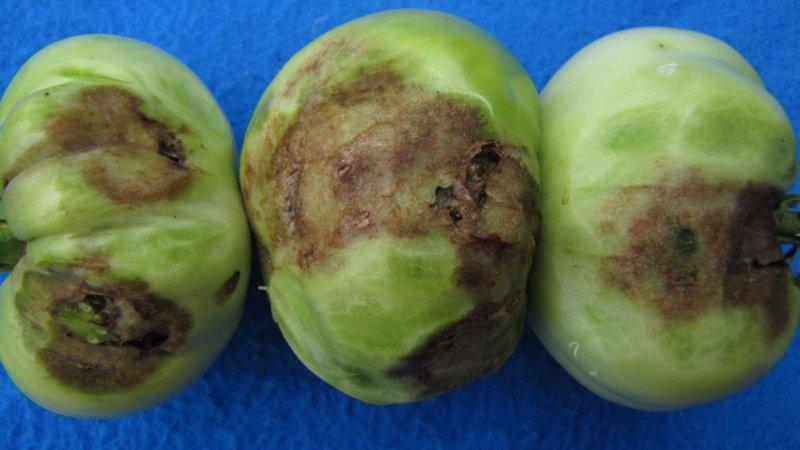 Warum auf Tomatenblättern helle Flecken erscheinen: Ermitteln Sie die Ursache und retten Sie unsere Ernte