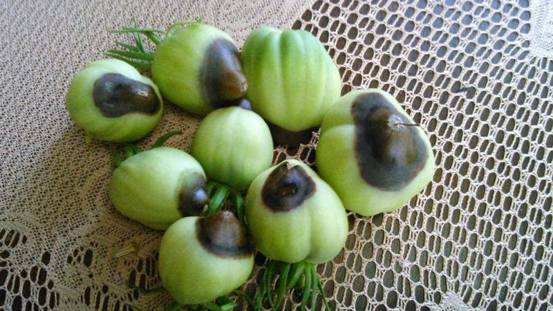 Warum auf Tomatenblättern helle Flecken erscheinen: Ermitteln Sie die Ursache und retten Sie unsere Ernte