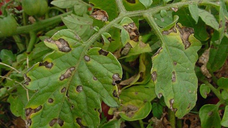 Warum auf Tomatenblättern helle Flecken erscheinen: Ermitteln Sie die Ursache und retten Sie unsere Ernte