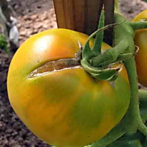 Nehmen Sie den Nährstoffgehalt, das helle Aussehen und den reichen Geschmack auf - die Golden Heart-Tomate