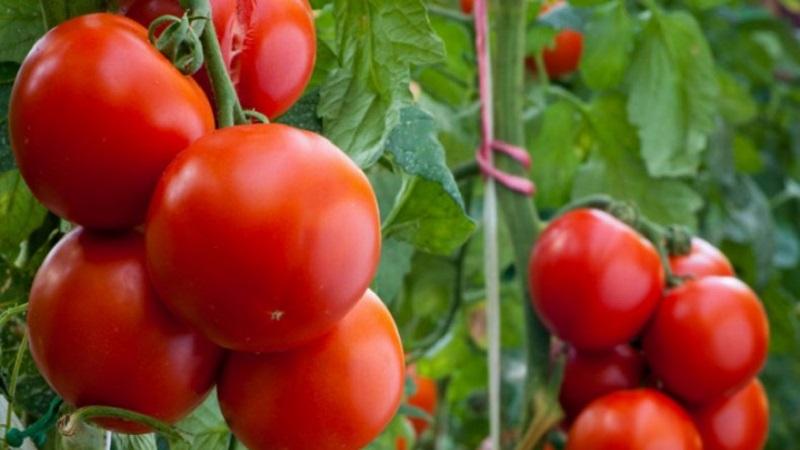 Wofür ist Kostroma-Tomate gut und warum lieben Sommerbewohner sie so sehr?