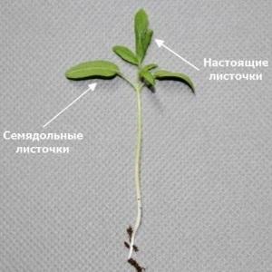 In einem Gewächshaus aus Polycarbonat bauen wir eine Rekordernte an Tomaten an: Pflanzen und Pflege, Ratschläge von Agronomen