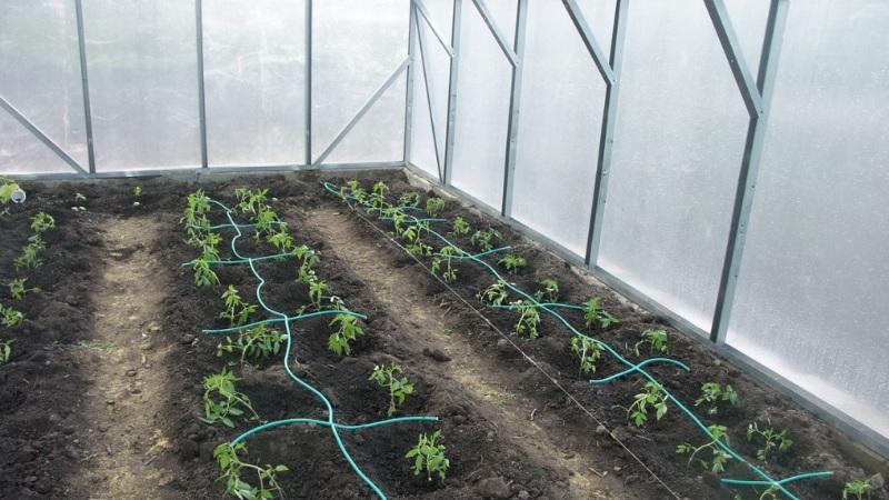 In einem Gewächshaus aus Polycarbonat bauen wir eine Rekordernte an Tomaten an: Pflanzen und Pflege, Ratschläge von Agronomen