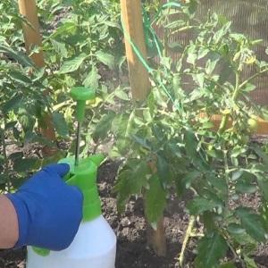 In einem Gewächshaus aus Polycarbonat bauen wir eine Rekordernte an Tomaten an: Pflanzen und Pflege, Ratschläge von Agronomen