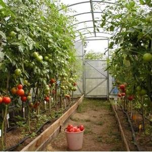 In einem Gewächshaus aus Polycarbonat bauen wir eine Rekordernte an Tomaten an: Pflanzen und Pflege, Ratschläge von Agronomen