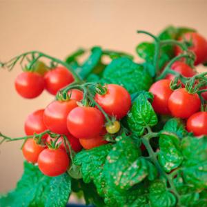 Helle und leckere Dekoration der Beete - Tomate Cranberry in Zucker