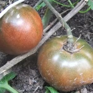 Eine Neuheit von Züchtern, die es geschafft haben, sich in Gärtner zu verlieben - Tomatenschokoladenwunder: Bewertungen und Fotos der Ernte