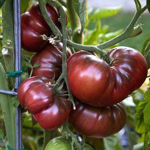 Eine Neuheit von Züchtern, die es geschafft haben, sich in Gärtner zu verlieben - Tomatenschokoladenwunder: Bewertungen und Fotos der Ernte