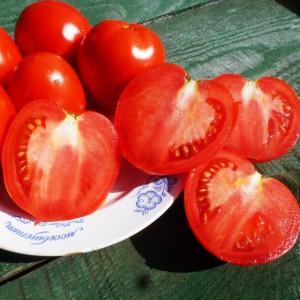 Eine der süßesten Gewächshaussorten - Alexander der Große Tomate