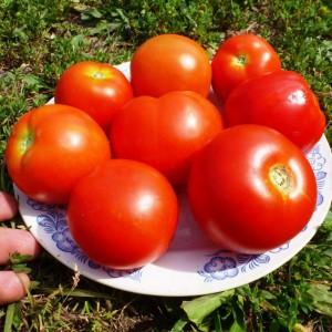 Eine der süßesten Gewächshaussorten - Alexander der Große Tomate