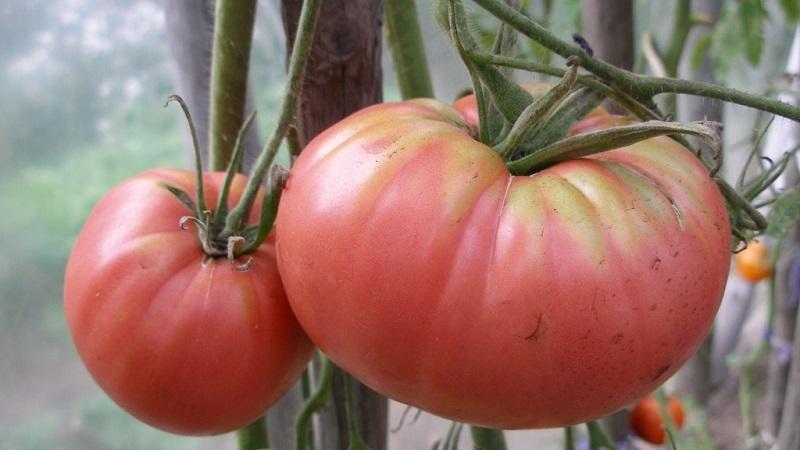 Vor- und Nachteile der Tsunami-Tomate, Eigenschaften von Früchten und Feinheiten des Anbaus